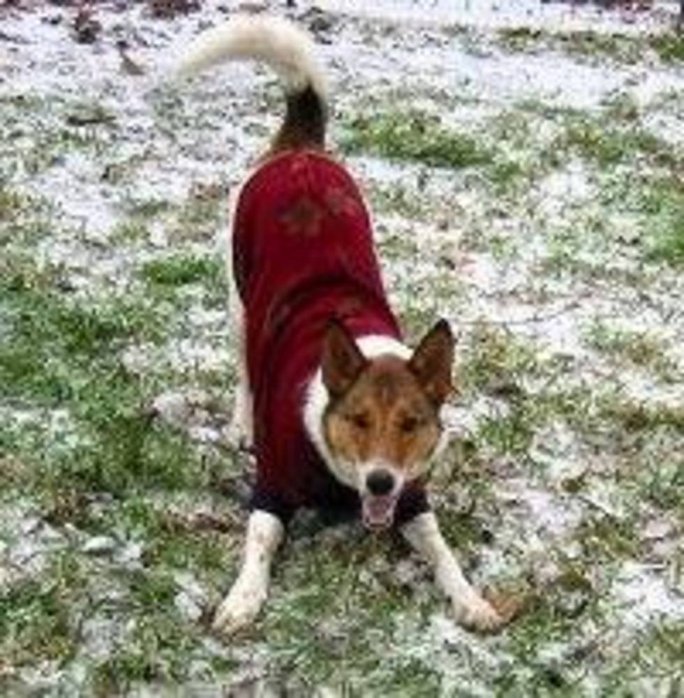 Meet your Posher, Shazzy